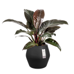 june split low 46cm noir